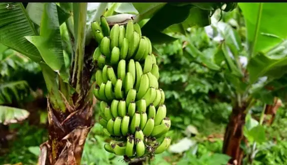 Organic farm